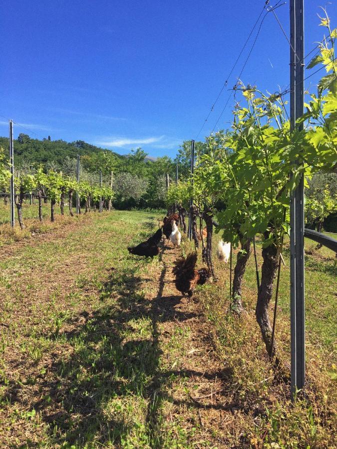 Agriturismo Ca' Cristane Villa Rivoli Veronese Екстериор снимка